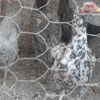 تخم لاری اصل نطفه دار|حیوانات مزرعه|دلند, |دیوار