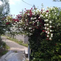 ویلا منطقه ییلاقی کندلوس|فروش خانه و ویلا|کجور, |دیوار