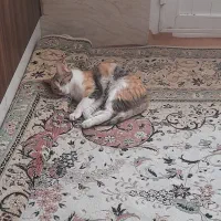 واگذاری گربه ماده واکسیناسیون شده