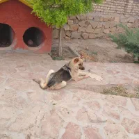 سگ ژرمن