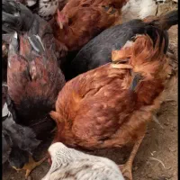 فروش مرغ و خروس|حیوانات مزرعه|رودسر, |دیوار