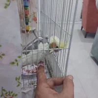 عروس هلندی باهوش و سرحال