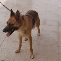 فروش سگ ژرمن