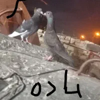 کفتر