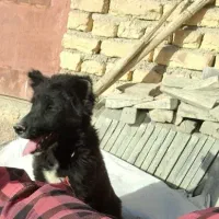 سگ قدرجونی|سگ|مبارکه, |دیوار