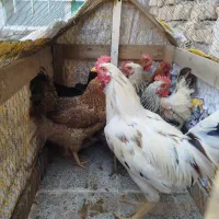 7تا مرغ و خروس