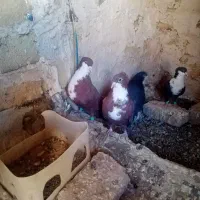 دوجفت کرواتی سرخ وسیاه فروشی|پرنده|تربتحیدریه, اندیشه|دیوار