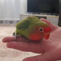 طوطی برزیلی|پرنده|پیشوا, |دیوار