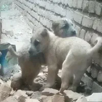 دو توله سرکه دار