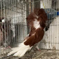 پرنده های زینتی جاکوبین لاهور|پرنده|قم, انصارالحسین|دیوار