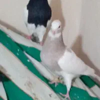 باخت رفته هر کس گرفته خریدارم