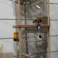 کوتوله برزیلی|پرنده|شاهین‌شهر, نسیم ۵|دیوار