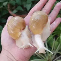 حلزون البینو مخصوص حلزون تراپی صورت
