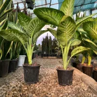 انواع گل و خاک کود گلخانه گلها|گل و گیاه طبیعی|زابل, |دیوار