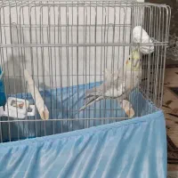 عروس هلندی نر