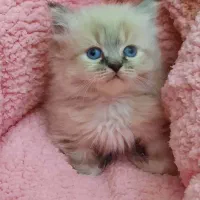 بچه گربه رگدال اصیل