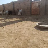 کهره نر و ماده|حیوانات مزرعه|بندر گناوه, |دیوار