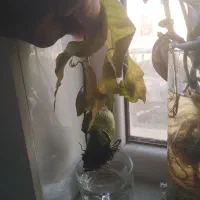 نهال انبه|گل و گیاه طبیعی|قم, پردیسان|دیوار