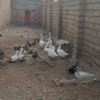 غاز و اردک روسی|حیوانات مزرعه|خوی, |دیوار