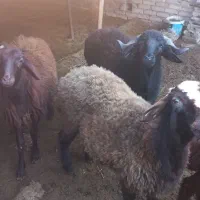 بره نر چاق پرواری