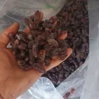کشمش بیدانه عسکری و مویز دشمن زیاری|خوردنی و آشامیدنی|شیراز, طلاب|دیوار