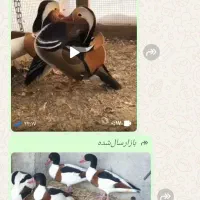 طاووس بالغ و جوجه ماندارین و کالوارین|پرنده|هشتگرد, خور|دیوار