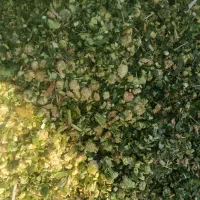 فروش ذرت سیلو به صورت فله ای