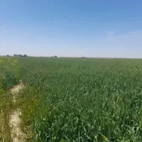 زمین کشاورزی22هزار متر