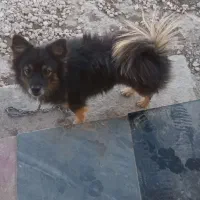 سگ دستی وباهوش|سگ|سیمکان, |دیوار