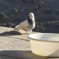 کبوتر طوق