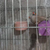 فروش فنج|پرنده|محمدیه-قزوین, |دیوار