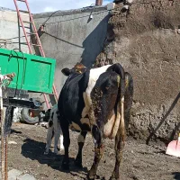 گاو جرسی|حیوانات مزرعه|هشترود, |دیوار