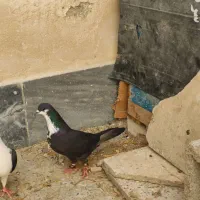 کبوتر ریش ساده|پرنده|چابهار, |دیوار