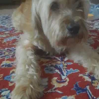 واگذاری سگ پاکوتاه