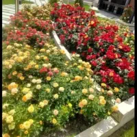 خدمات باغبانی بهشت خراسان