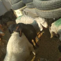 بزغاله فروشی چاق