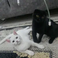 بچه گربه های بریتیش و اسکاتیش