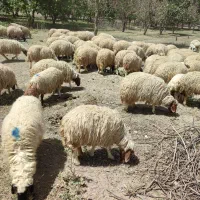 خریدوفروش دام|حیوانات مزرعه|خرم‌آباد, |دیوار