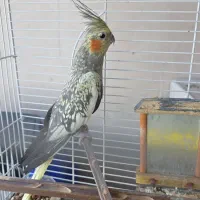 عروس هلندی