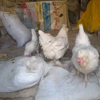 سفید برفی وخال خالی