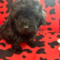 سگ پودل مشکی|سگ|کرج, مصباح|دیوار