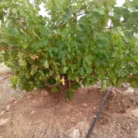 فروش باغ انگور،آبی ازگله|فروش زمین و ملک کلنگی|ازگله, |دیوار