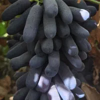 فروش تضمینی نهال موندراپ با گیرایی بالا