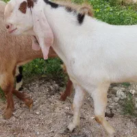 فروش پازن بیتل در شهر جم