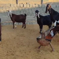 فروش تعداد ۱۷ عدد بز پاکستانی کهره دار|حیوانات مزرعه|خرامه, |دیوار