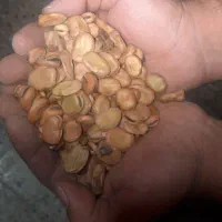 باقالی خشک اعلا