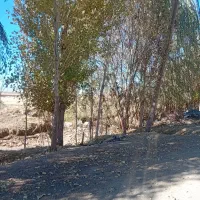 فروش درخت صنوبر