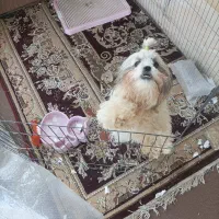 سگ‌پاکوتا.ماده