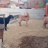 بزغاله بره|حیوانات مزرعه|پیشوا, |دیوار