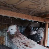 کفتر شازده هما سرور|پرنده|تهران, مشیریه|دیوار